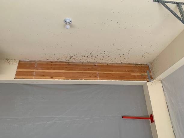 Trusted Roessleville, NY Mold Inspection, Removal & Remediation Experts